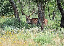 野生动物,鹿,野生