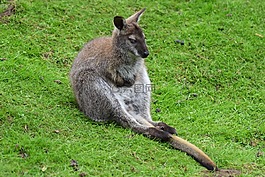 袋鼠,澳大利亚,动物
