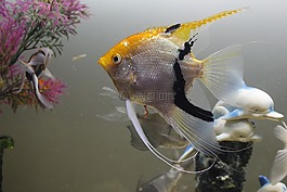 聚醚砜,水,鱼