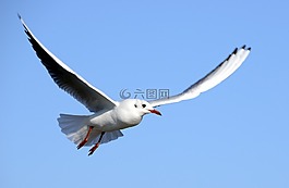 海鸥,飞行,在飞行