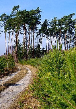 森林,在森林里路,树