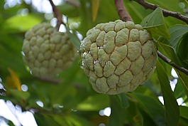 高棉蛋羹,柬埔寨蛋羹,红色水果