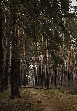 sosnovyi 人权法案 》,人权法案,松