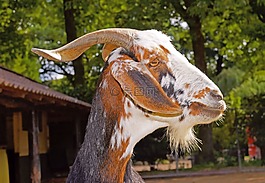 比利山羊,牲畜,山羊胡子