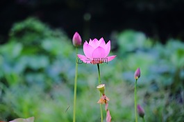 莲花,daechung,莲花村