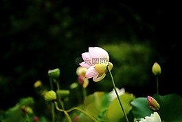 莲花,daechung,莲花村