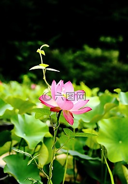 莲花,daechung,莲花村