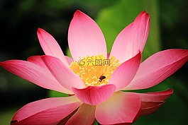 莲花,daechung,莲花村
