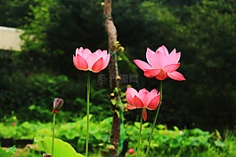 莲花,daechung,莲花村