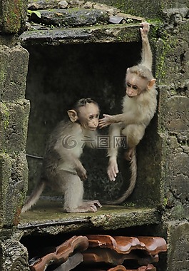 猴子,野生动物,森林