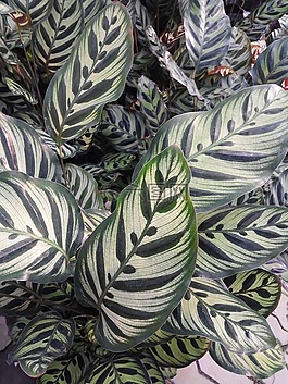 植物园,花,植物