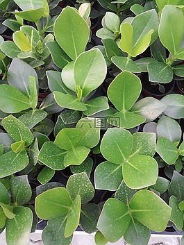 植物园,花,植物