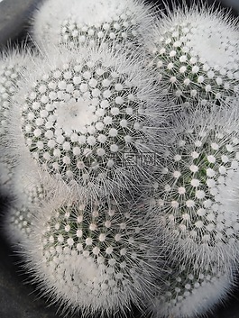 植物园,花,植物