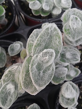 植物园,花,植物