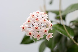 开花,花,室内植物