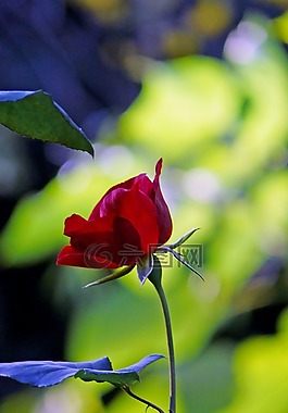 玫瑰,花,女王 王后的鲜花