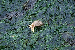蟹,钳子,海草