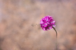 花,粉红色,粉红色的花