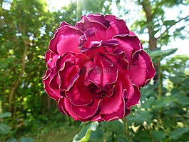 花,红色,玫瑰