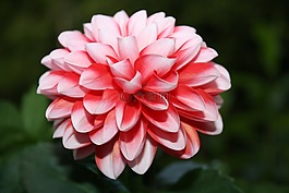 花,夏季,夏季植物