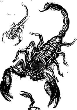 蝎子,三,毒药