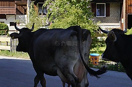 牛,奶牛,街道牛