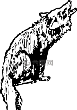 声音,响,动物
