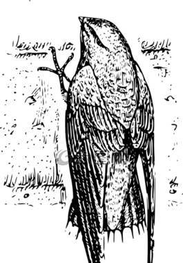 鸟,羽毛,尾巴