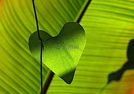 绿色,叶子,心脏
