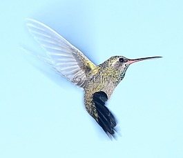 蜂鸟,飞行,肖像