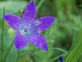 花卉,mov,花瓣