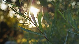 阳光,壁纸,叶子