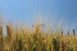 耳朵,小麦,天空