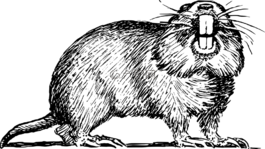gopher,动物,锋利