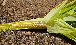 玉米,年轻,蔬菜