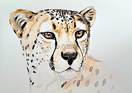 猫,动物,兽