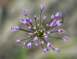 野韭菜,紫色,鲜花