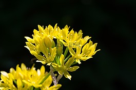 黄金韭菜,钼韭,石蒜科