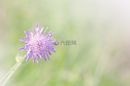 聋哑skabiose,scabiosa骨灰,忍冬科