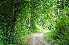 离,森林,森林路径