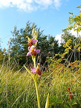 蜜蜂兰花 friburgensis,德国兰花,很少