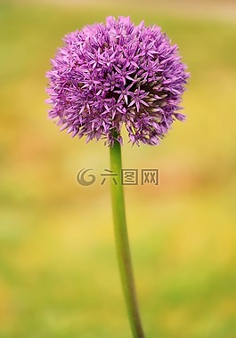 大蒜,观赏葱,开花