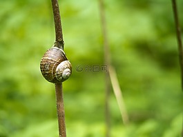 蜗牛,科