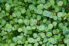 植物,绿色,春