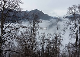 冬季,阿塞拜疆,森林
