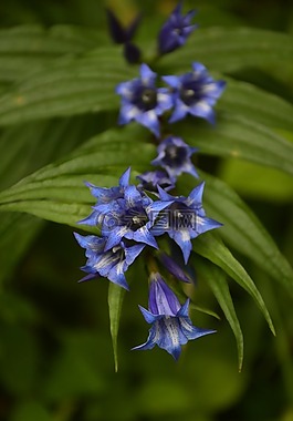 花,铃声,植物