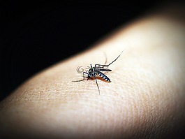 蚊子,疟疾,咬