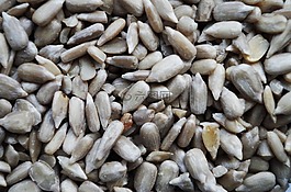 向日葵,lúpaná,种子