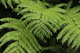 蕨,植被,生物多样性