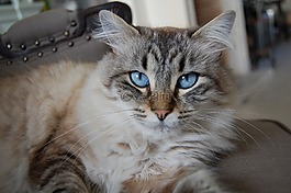 猫,猫头,猫的眼睛